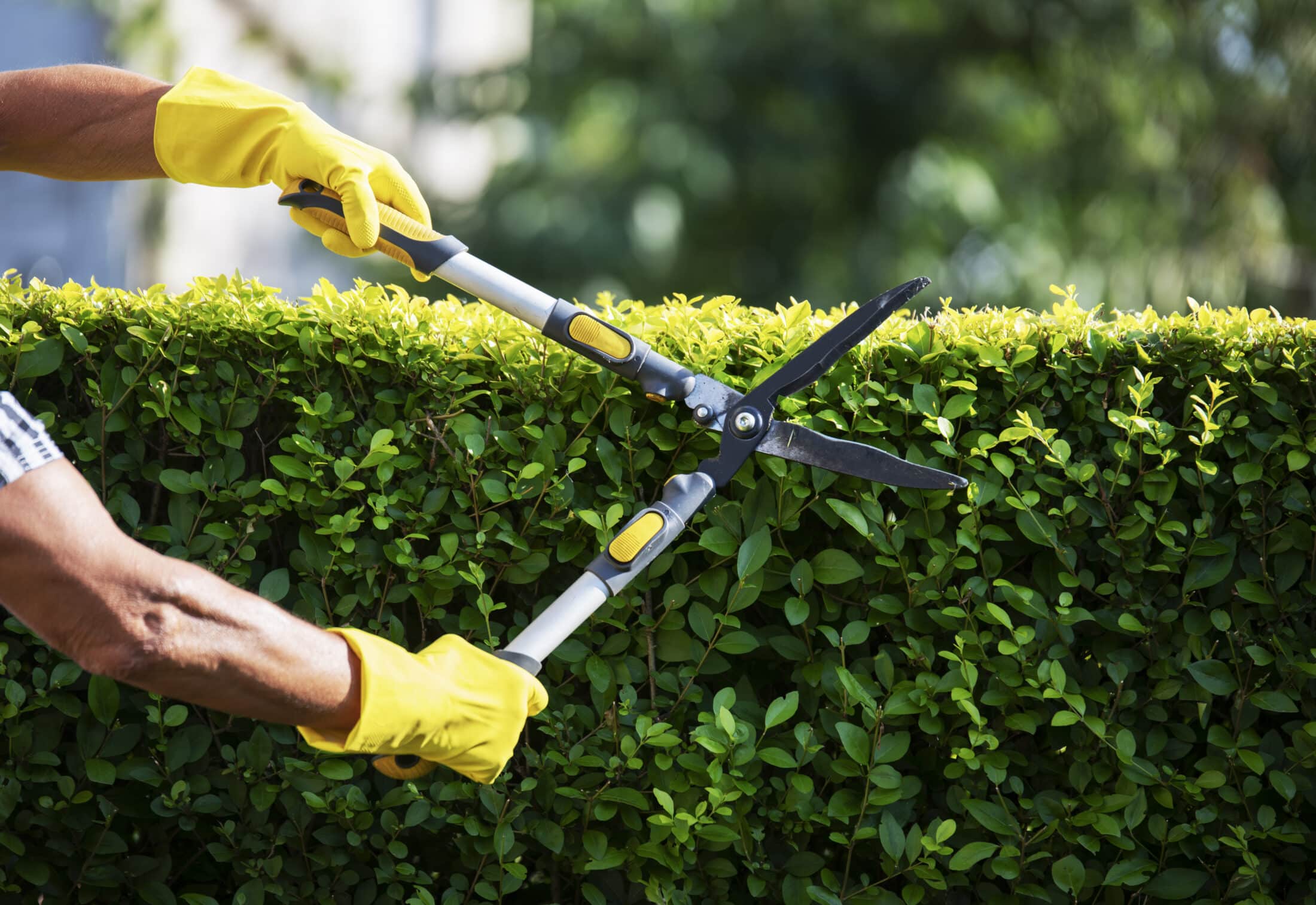 The Pruning Principle